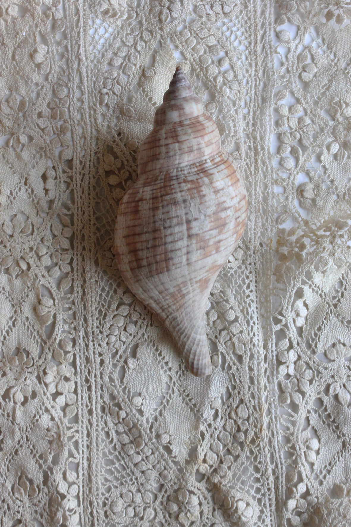 Precious old still life sea shell - attic three