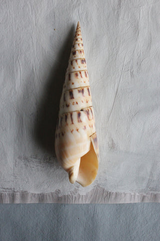 Large Vintage still life sea shell (A)