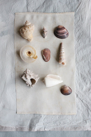 Precious old still life small sea shells - collection B