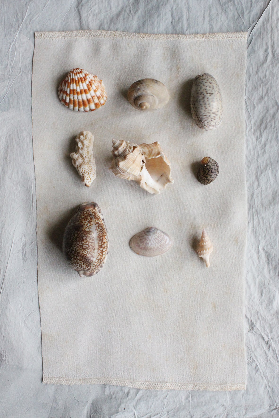 Precious old still life small sea shells - collection C