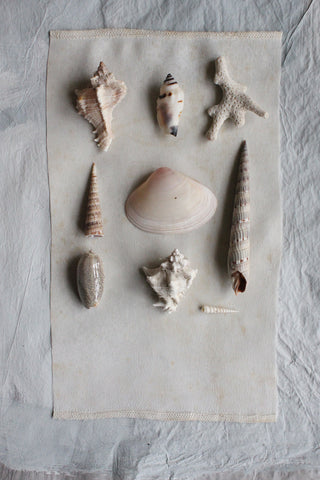 Precious old still life small sea shells - collection G