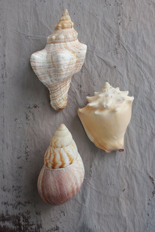 Precious old still life small sea shells - collection C
