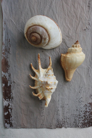 Precious old still life small sea shells - collection F