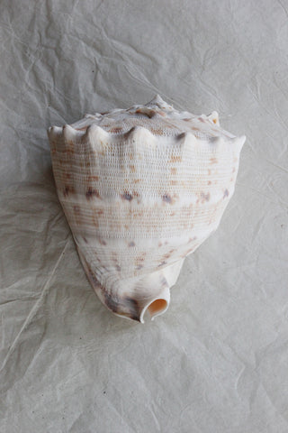 Large Old Rare Shell - Rose's Collection 2
