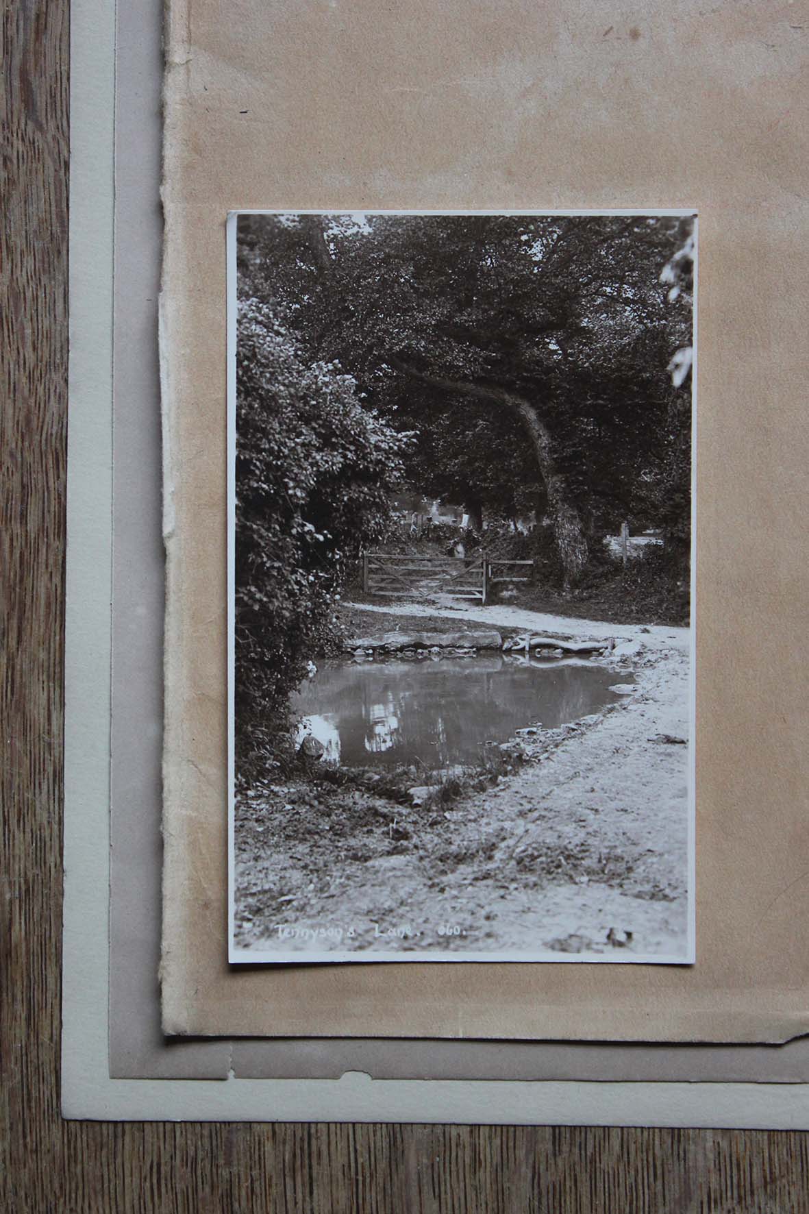 Individual Postcard - Tennyson's Lane