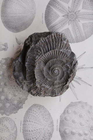 Large Ammonite Negative (No.3)