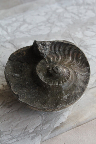Ammonite three