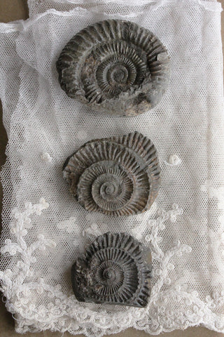 Small Ammonite Trio (set 2)