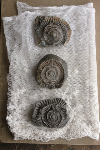 Small Ammonite Trio (set 3)