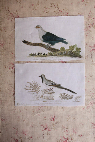 Foundations - Birds