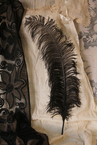 Tall Antique Black Ostrich Feather