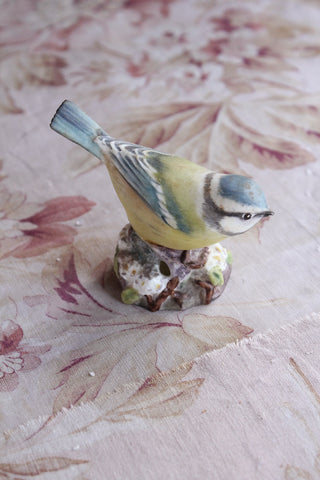 Lonely Old Blue Tit