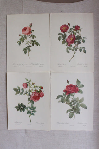 Large Pierre-Joseph Redouté Bookplates - Collection 2