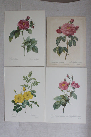 Large Pierre-Joseph Redouté Bookplates - Collection 1