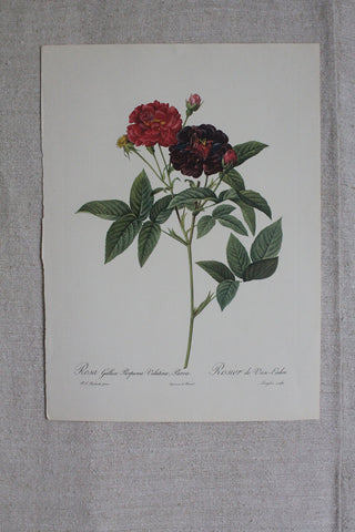 Large Pierre-Joseph Redouté Bookplate - Rosa Gallica Purpurea Velutina