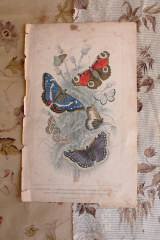 Beautiful Old Hand Painted Bookplate - Butterflies