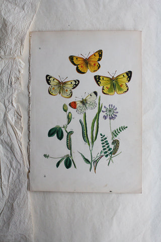 Victorian Reclaimed Page - Butterflies & Clover