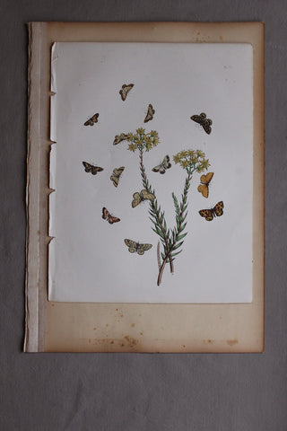 Antique Grasses Print (D)
