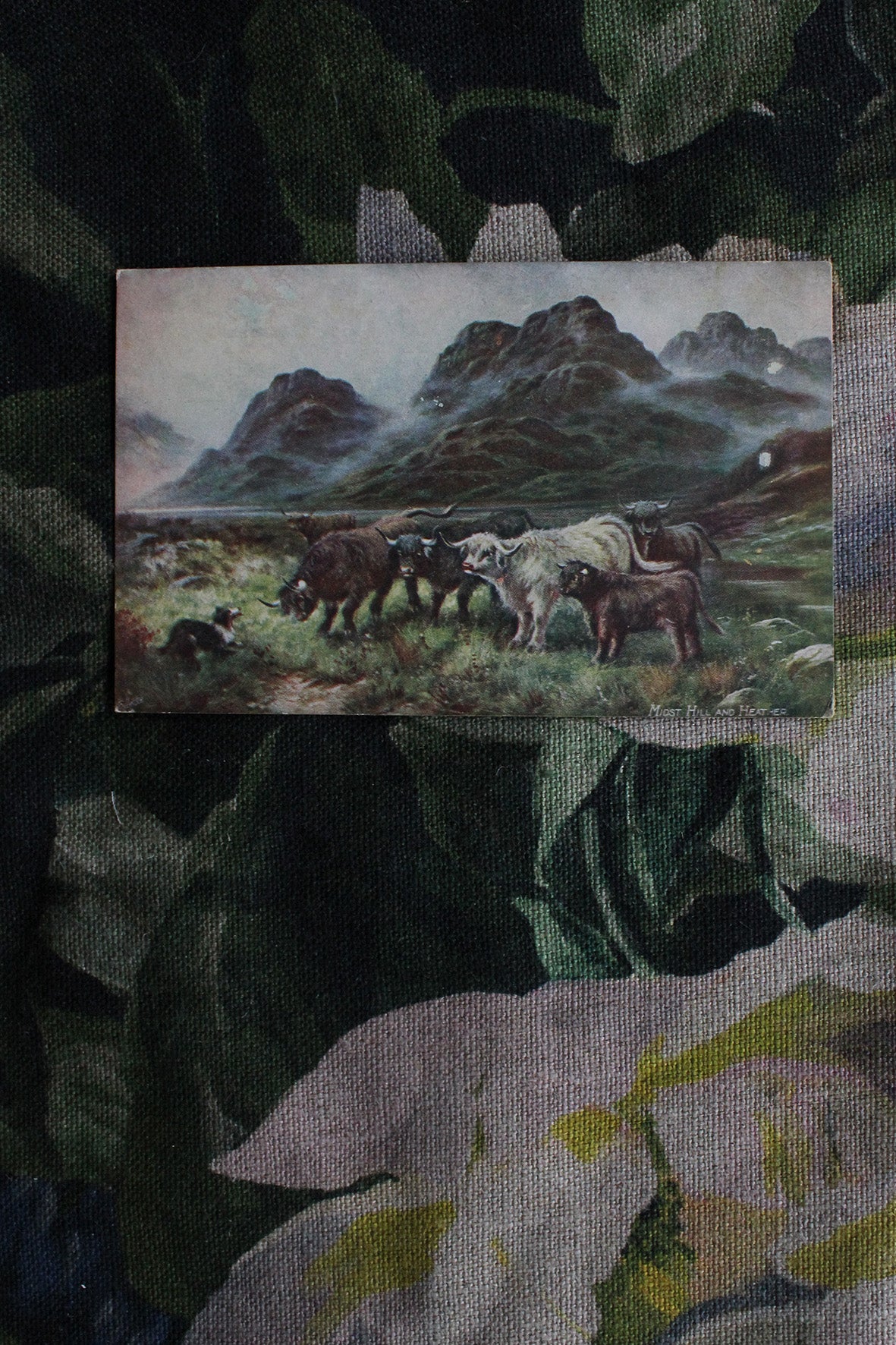 Old Postcard -"Cattle in the Highlands"