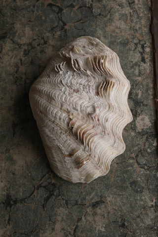 Old Clam Shell Half - Rippled