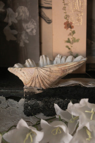 Old Clam Shell Half - Dappled