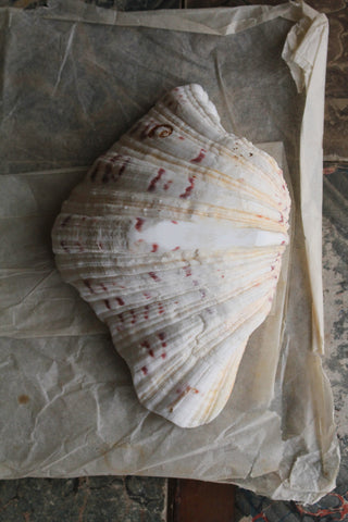 Old Clam Shell Half - Dappled