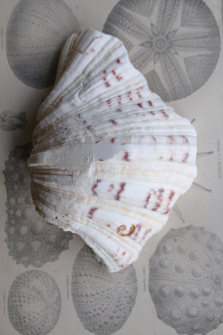 Old Clam Shell Half - Detail No. 3