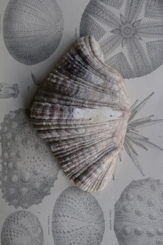 Old Clam Shell Half - Detail No. 1