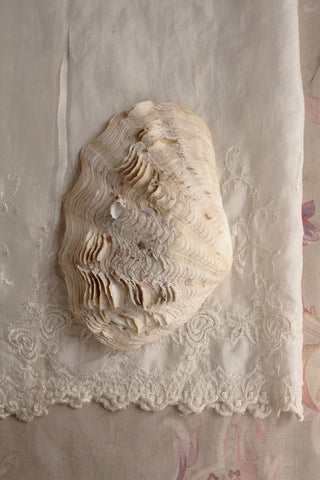 Clam Shell Half - Rippled