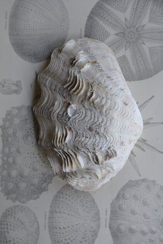 Old Clam Shell Half - Detail No. 2