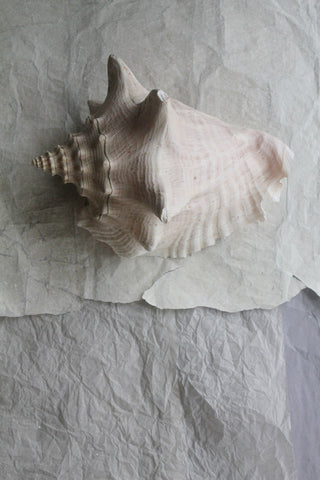 Precious large old still life Conch sea shell
