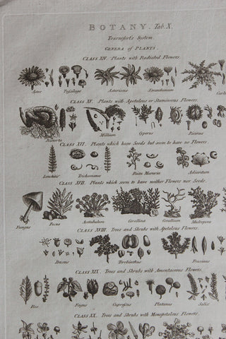Antique Copperplate Printed in 1787 - Botany Tab X - Genera of Plants