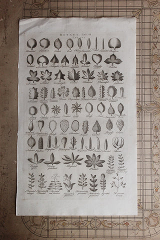 Antique Copperplate Printed in 1787 - Botany Tab III - Leaves