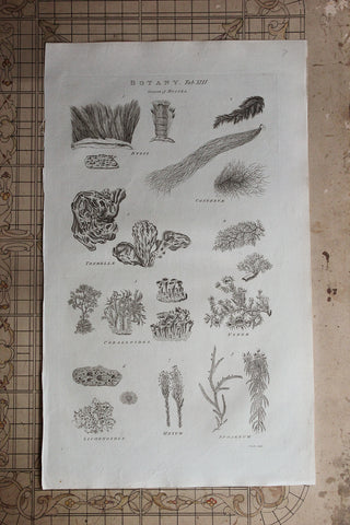 Antique Copperplate Printed in 1787 - Botany Tab VIII - Genera of Mosses