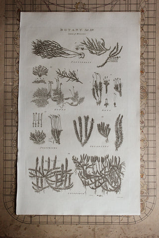 Antique Copperplate Printed in 1787 - Botany Tab XIV - Genera of Mosses