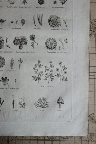 Antique Copperplate Printed in 1787 - Botany Tab II - Linnean System