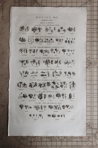 Antique Copperplate Printed in 1787 - Botany Tab IX - Genera of Plants