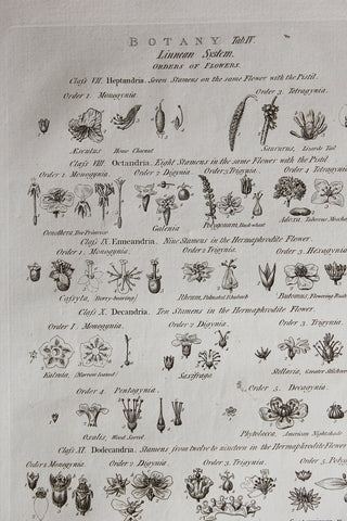 Antique Copperplate Printed in 1787 - Botany Tab IV - Orders of Flowers