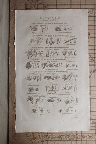 Antique Copperplate Printed in 1787 - Botany Tab III - Orders of Flowers