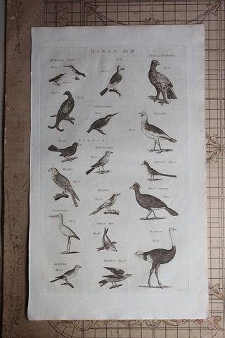 Antique Copperplate Printed in 1787 - Birds - Tab III