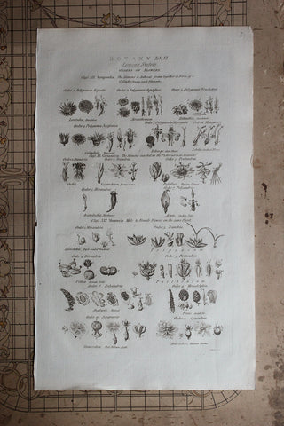 Antique Copperplate Printed in 1787 - Botany Tab VI - Orders of Flowers