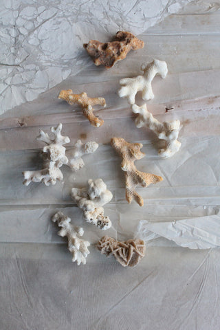 Vintage still life sea shells (4)