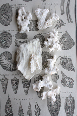 An Old Coral Arrangement