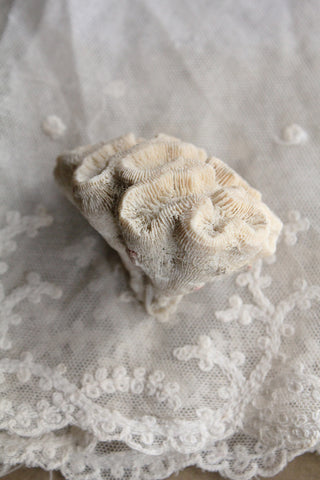 Old Coral - Scleractinia