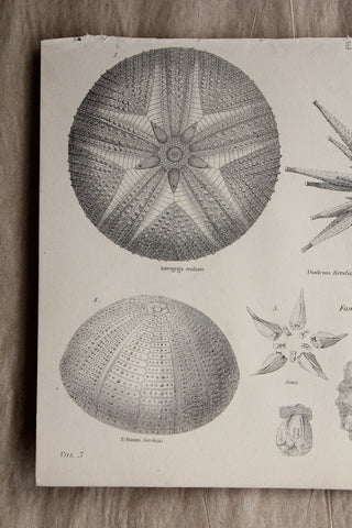 Old Bookplate - Echinidae