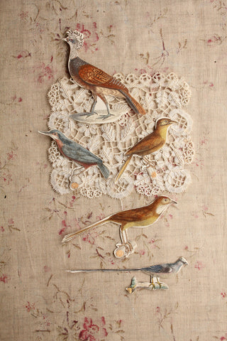 Edwardian Hand Coloured Engraved Birds - Gathering No.1