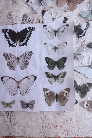 Foundations - Faded Butterflies - Uncut Sheet