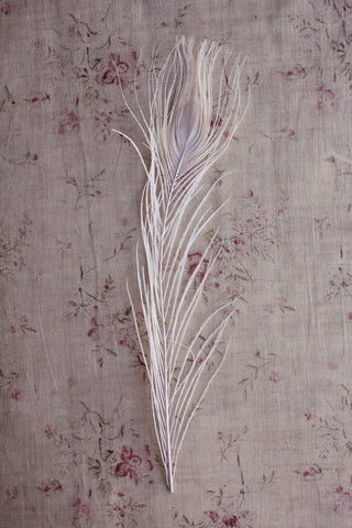 Old Cream Peacock Feather