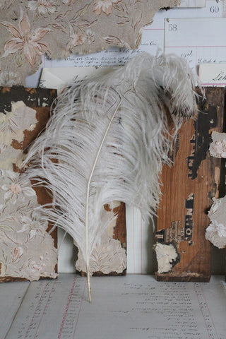 Old Milliners Feather Decorative