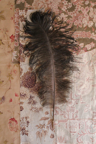 Large & Beautiful Old Ostrich Feather - Faded Brown